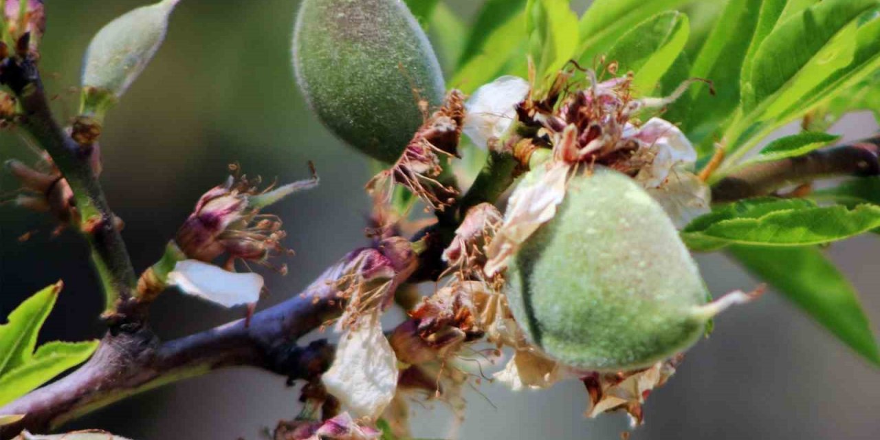 Çağla-bademi kilosu 100 liradan tezgaha indi