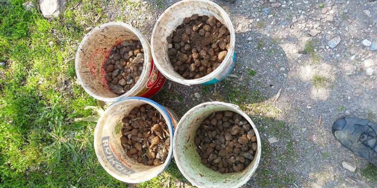 Kaçak salep avcıları jandarmadan kaçamadı