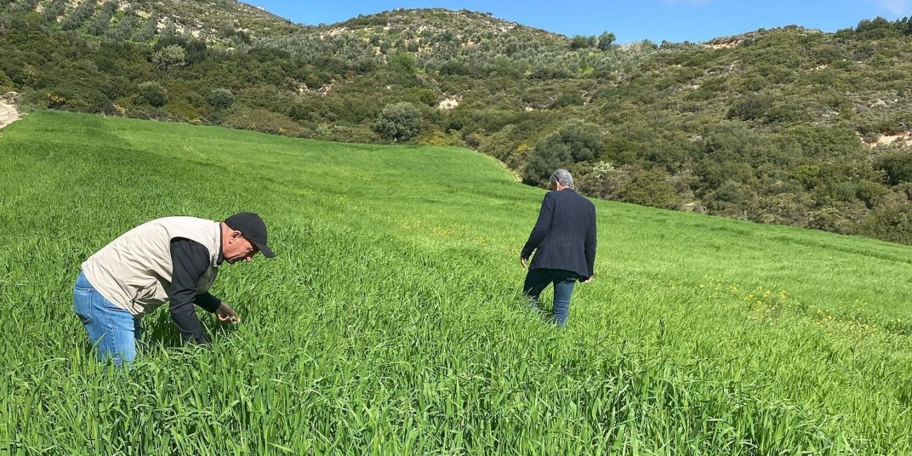 Didim’de hububat ekili araziler denetlendi