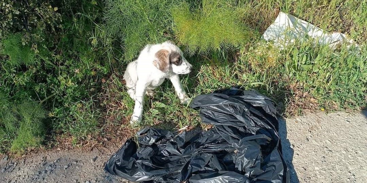 Yavru köpeği ağzı bağlı poşete koyup yol kenarına atmışlar