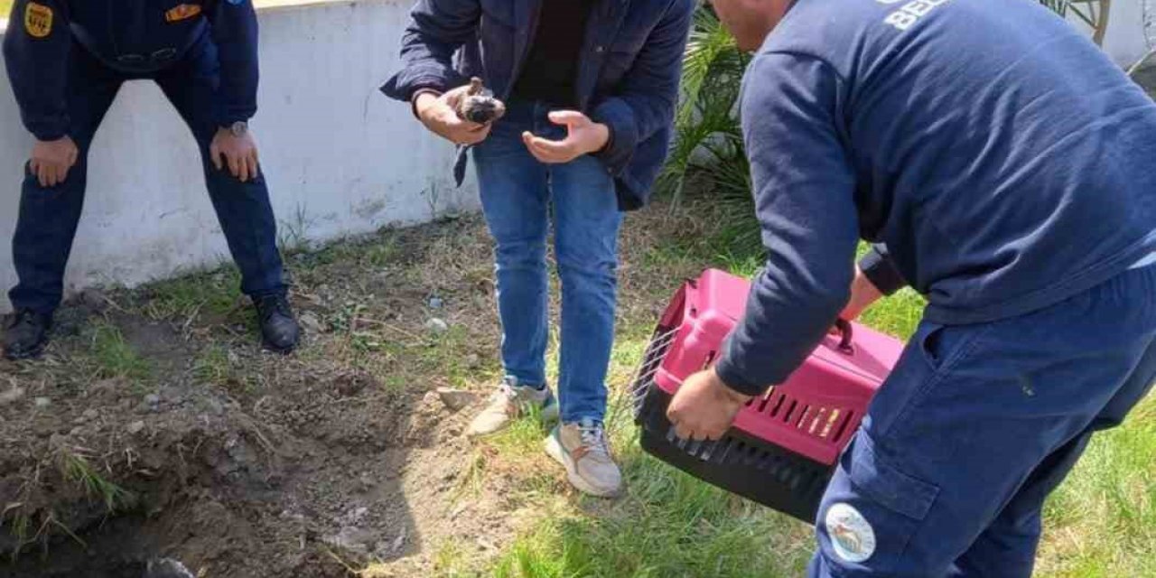 Anne köpek ve yavruları kurtarıldı