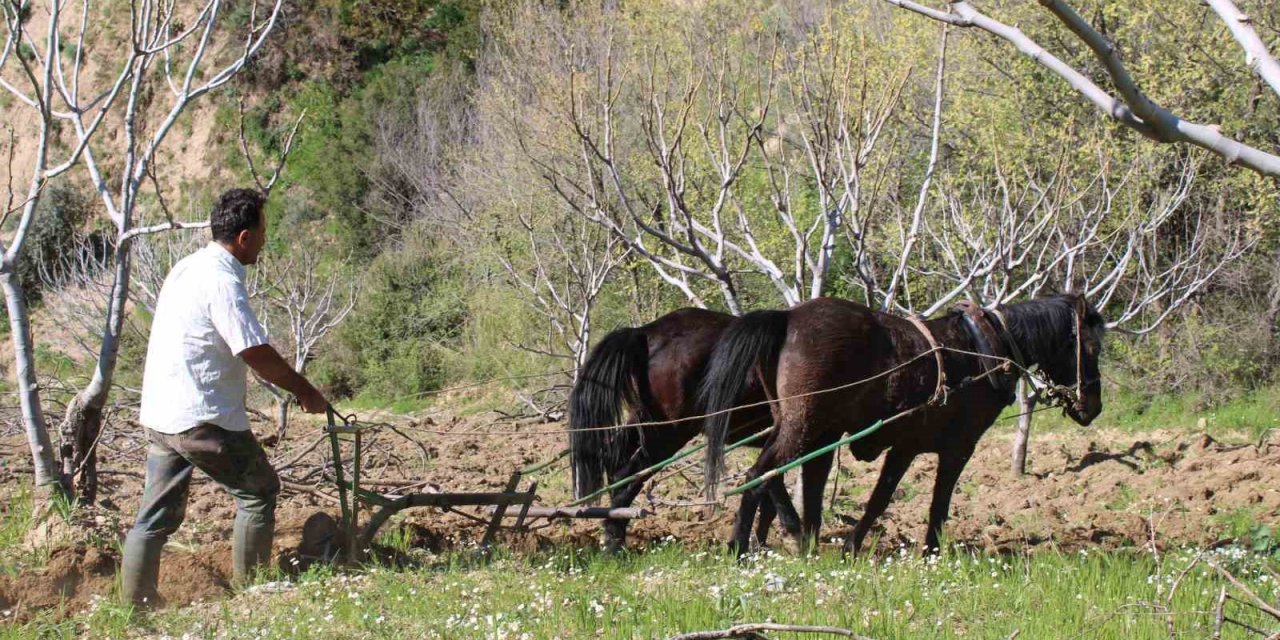 Engebeli arazilerde atlar çiftçinin imdadına yetişiyor