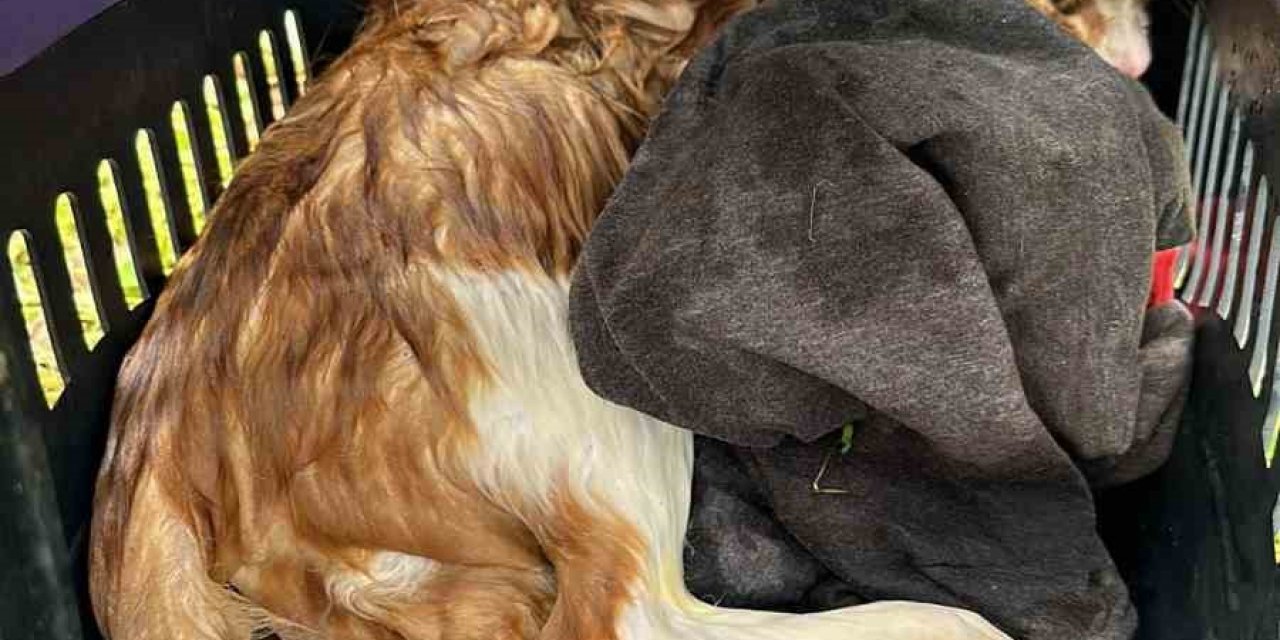 Muğla’da 15 metrelik kuyuya düşen kediyi itfaiye ekipleri kurtardı