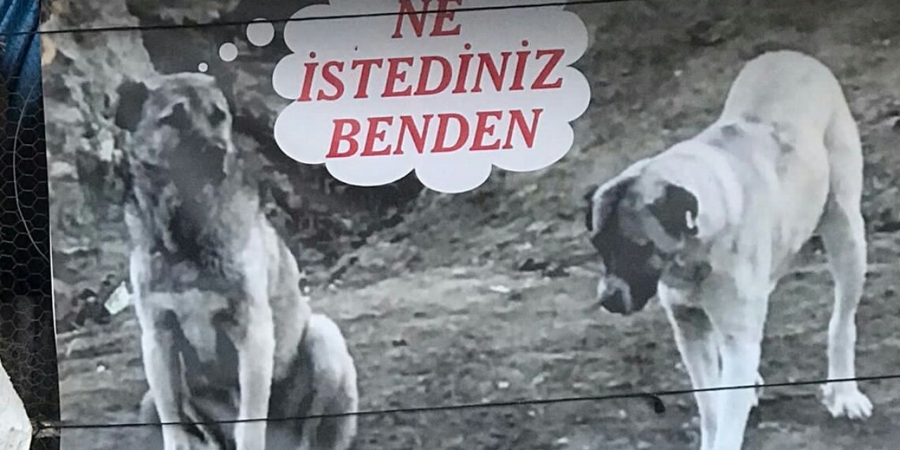 Sahiplendiği köpeği zehirlenen adamdan sitem dolu afiş