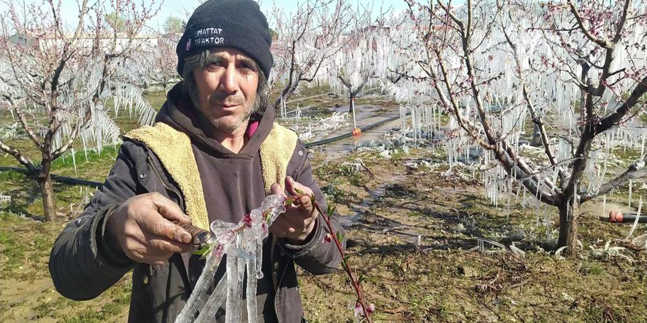 Ağaçları dondan buzla koruyorlar