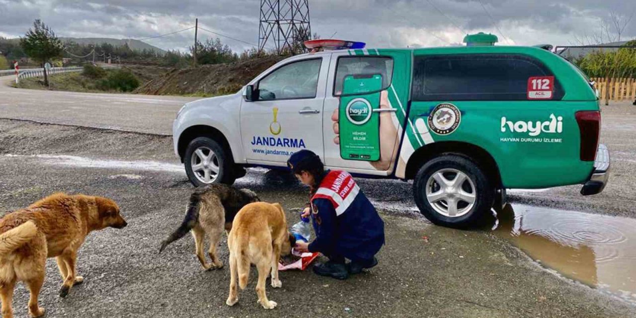 Jandarma’dan sokak hayvanlarını elleri ile besledi