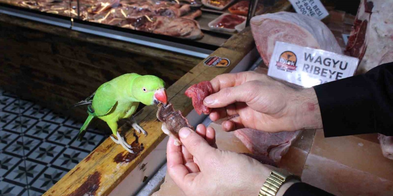 Kasabın papağanı sadece ’lüks et’ yiyor