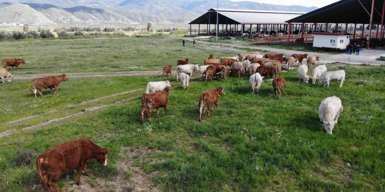 İneklerin bahar coşkusu renkli görüntüler oluşturdu