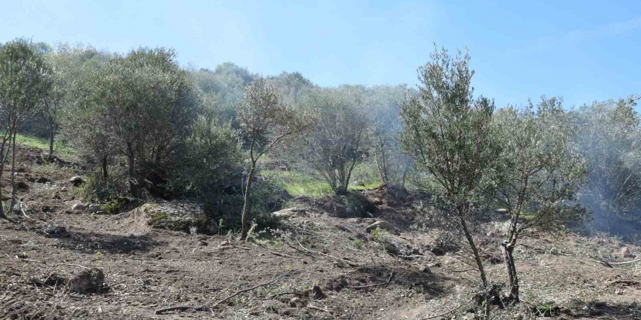 Uzun süredir bakımsız olan zeytin ağaçları budanıyor