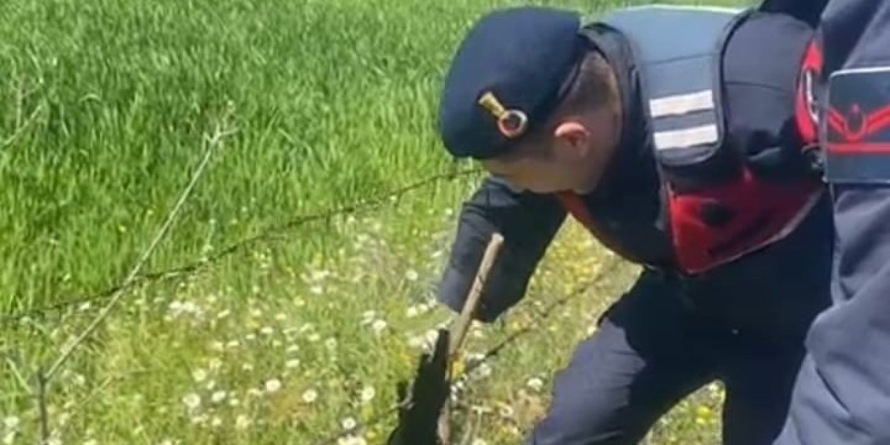 Tele takılan saksağanı jandarma kurtardı
