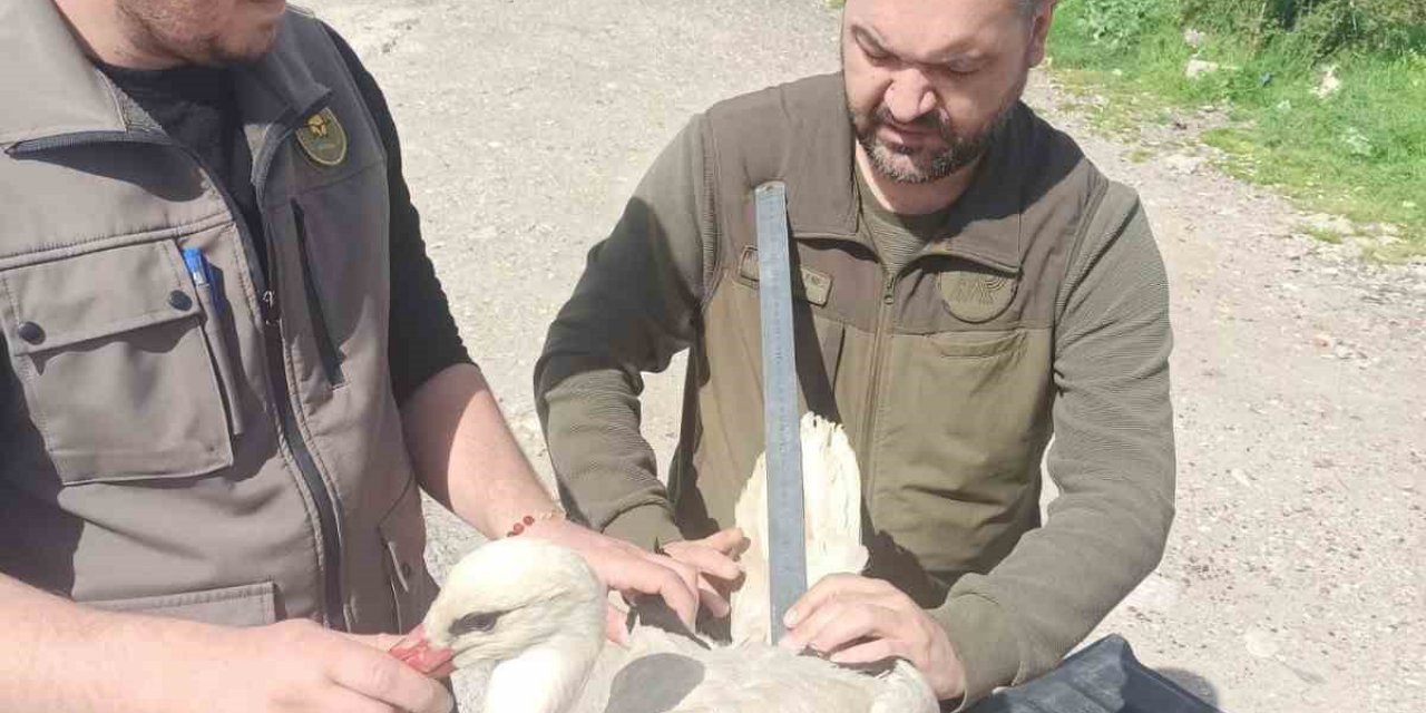 Tedavisi tamamlanan leylek özgürlüğe uçtu