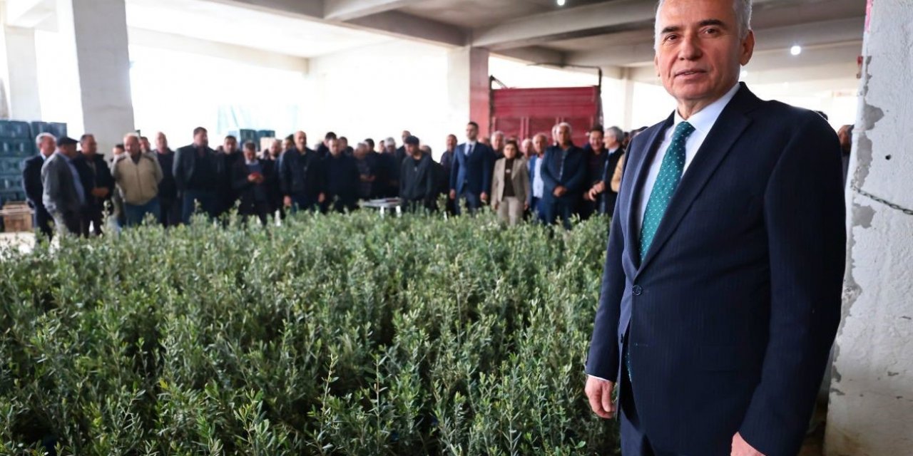 40 bin zeytin fidanı atıl tarım arazileriyle buluşacak