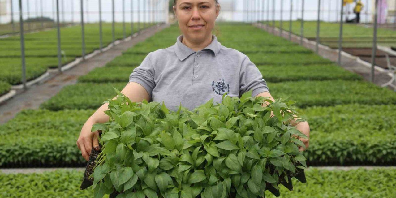Aydın Büyükşehir Belediyesi ata tohumlarından fideleri vatandaşlarla buluşturuyor