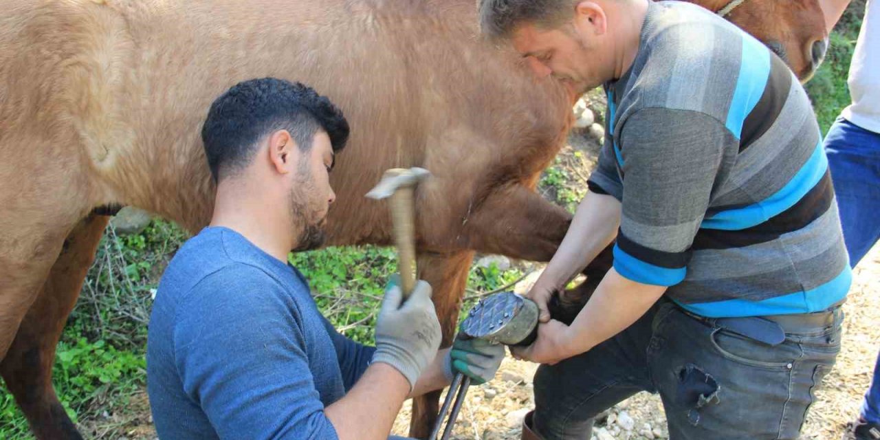 Aydın’da nisan yağışlarıyla sarp arazilerin tavı geldi, çifte koşulan atlar bakıma alındı