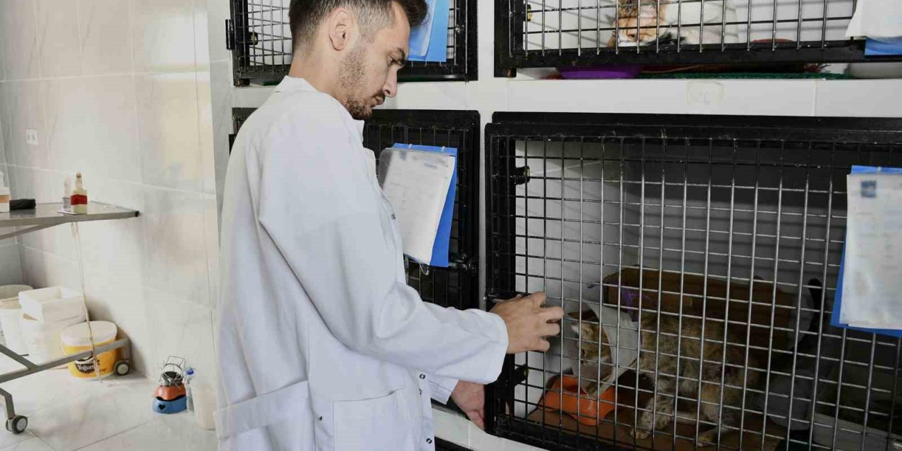 Kuşadası’nda patili dostlar emin ellerde