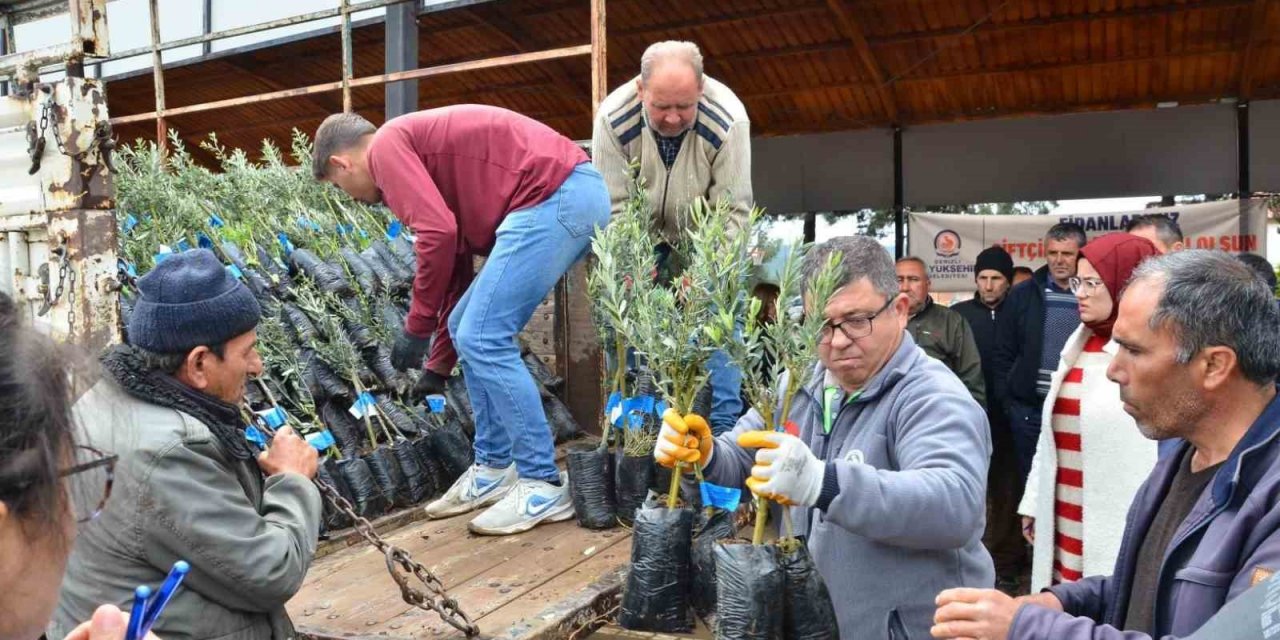 Denizli’de 573 çiftçiye 45 bin adet zeytin fidanı dağıtılıyor
