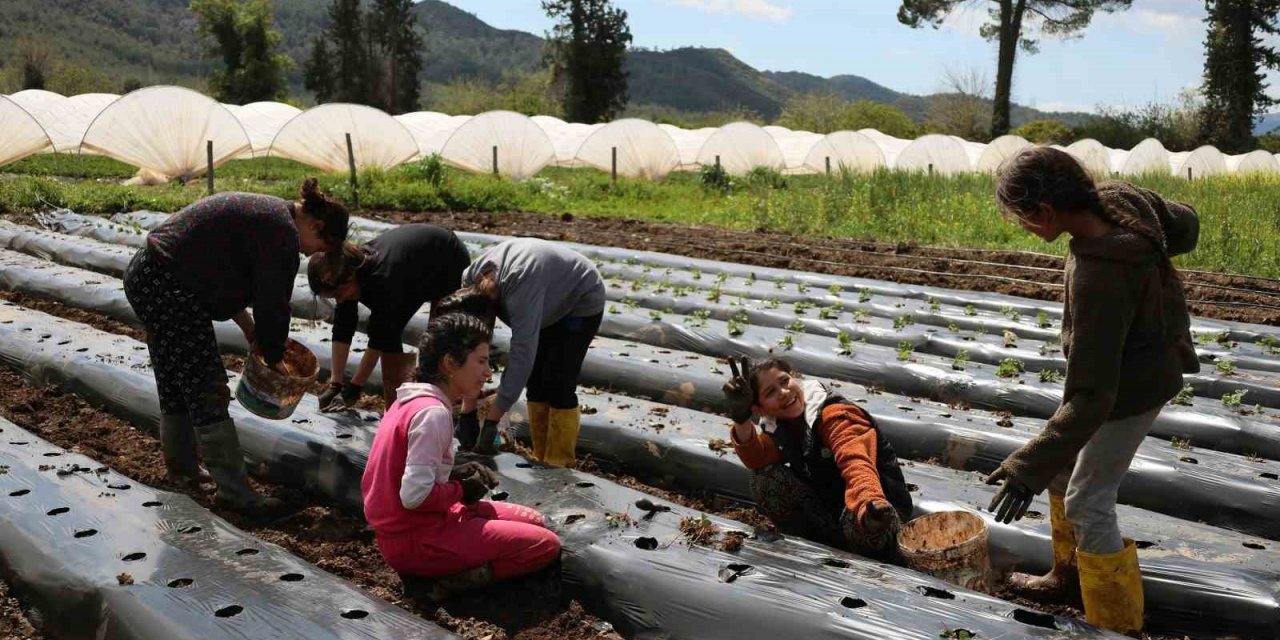 Tarım bölümü öğrencileri hem öğreniyor, hem üretiyor