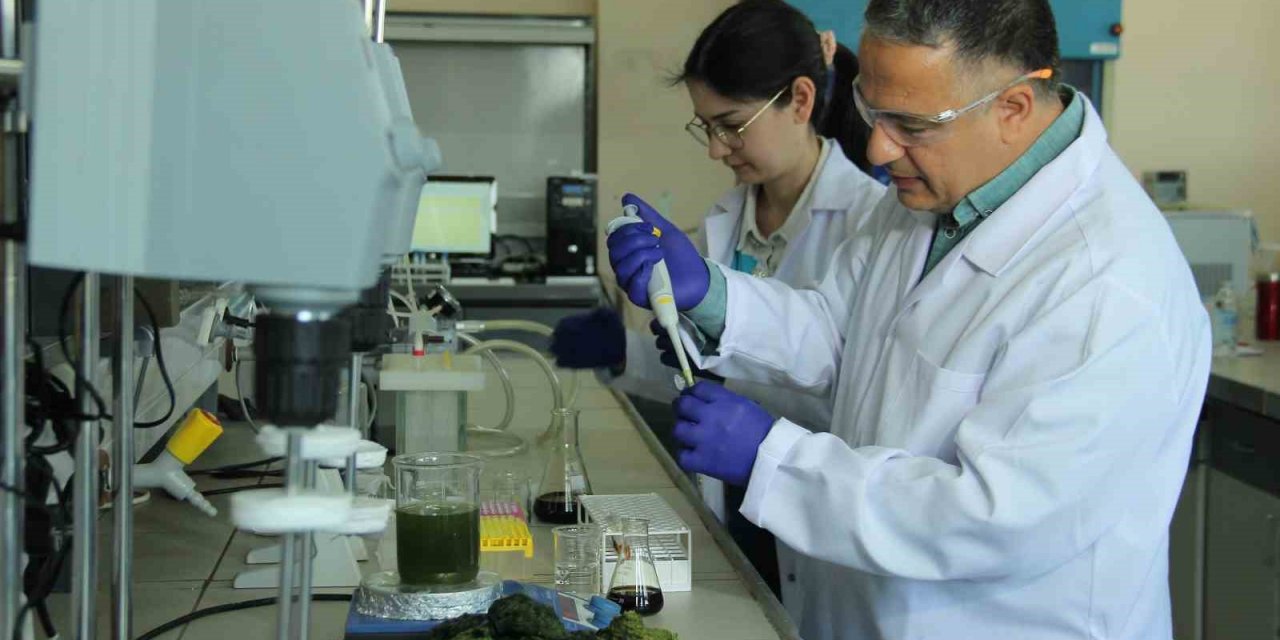 Deniz marulundan çevre dostu proje ürettiler