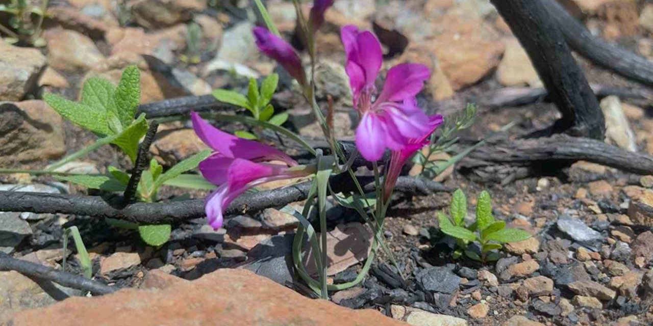 Yangında zarar gören Bördübet’in eko sistemi yakından takip ediliyor