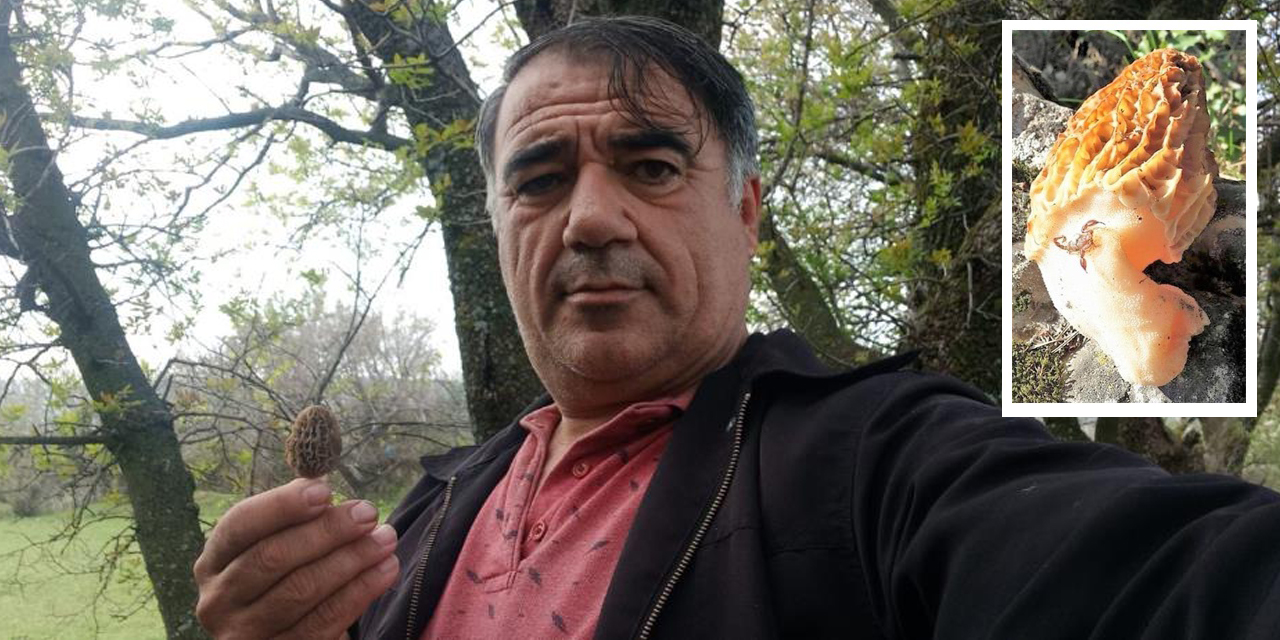 Fiyatı 700 lirayı bulan kuzugöbeği gelir kapısı oldu