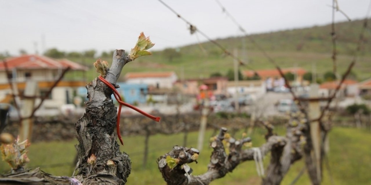 Salkım güvesiyle mücadeleye büyükşehirden destek