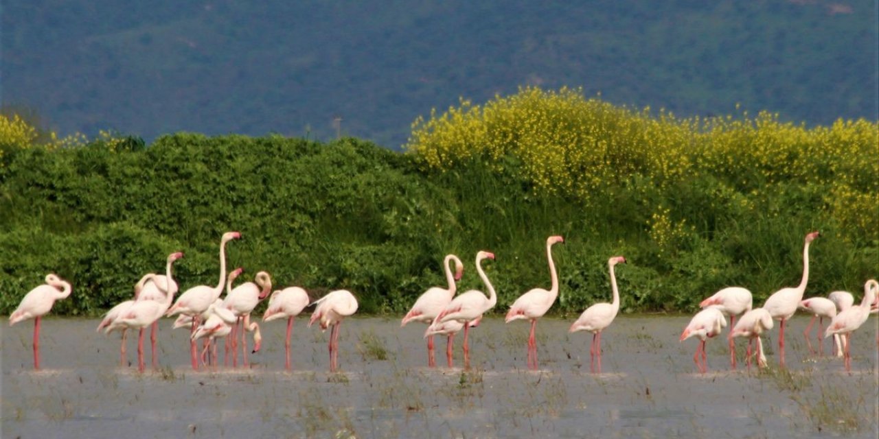 Söke Ovası’nın balerini allı turnalar, tarlalara indi