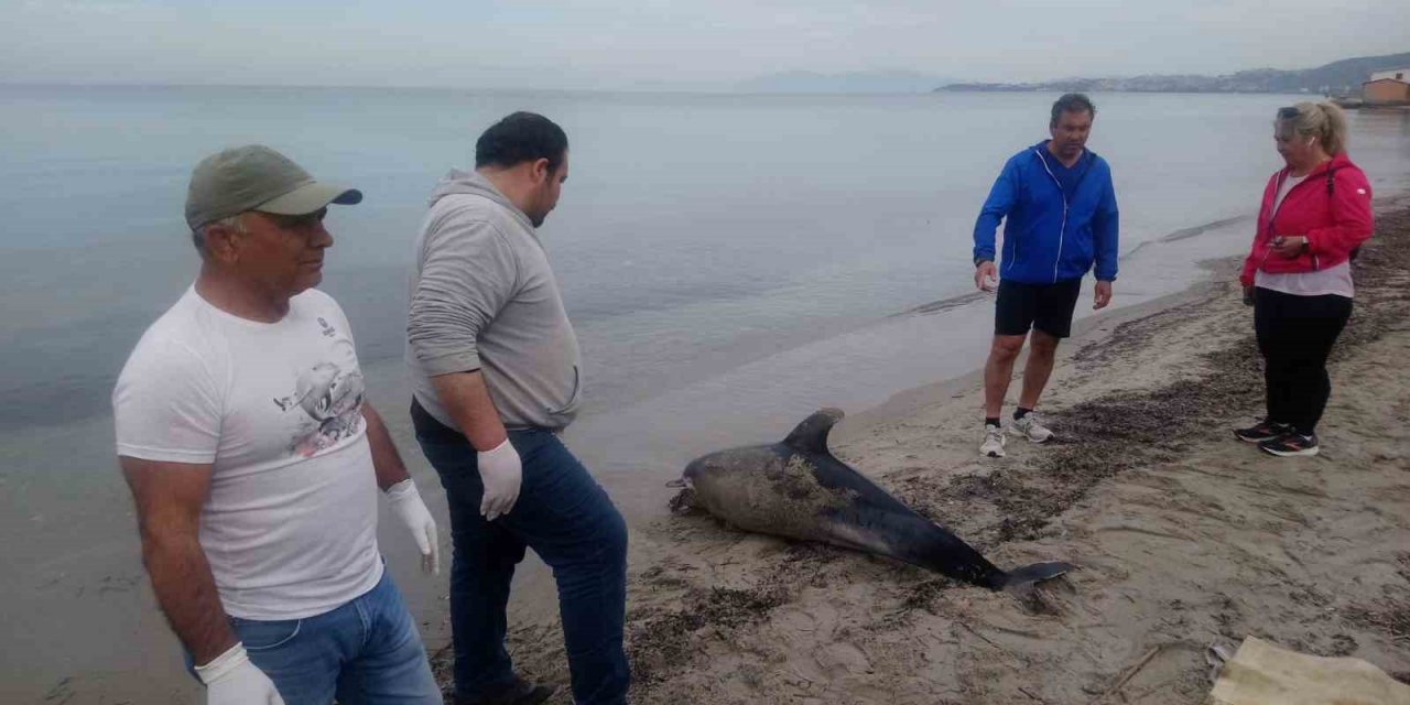 Kuşadası sahilinde bir yunus ölü olarak bulundu