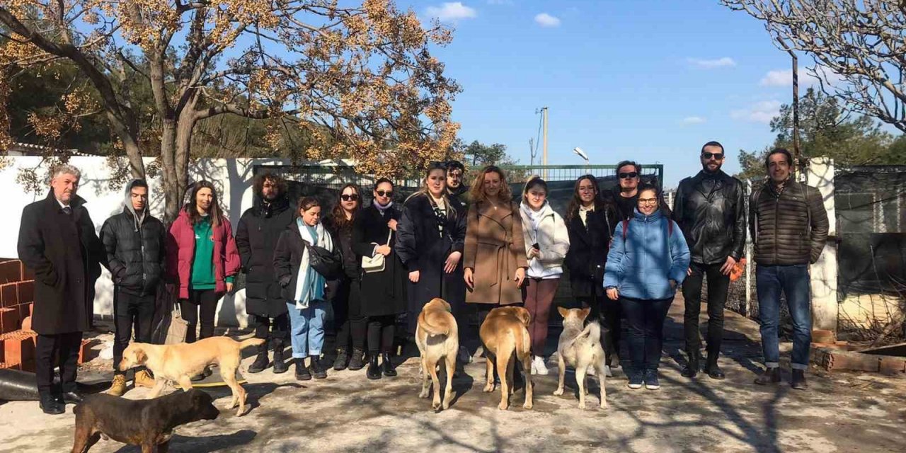 Sokak hayvanları için mobilya tasarladılar
