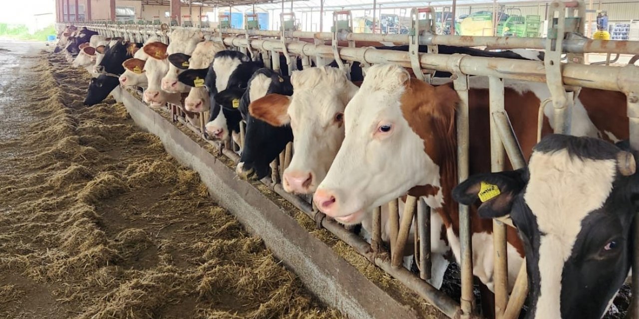 Söke’de 36 bin 250 büyükbaş hayvan aşılandı