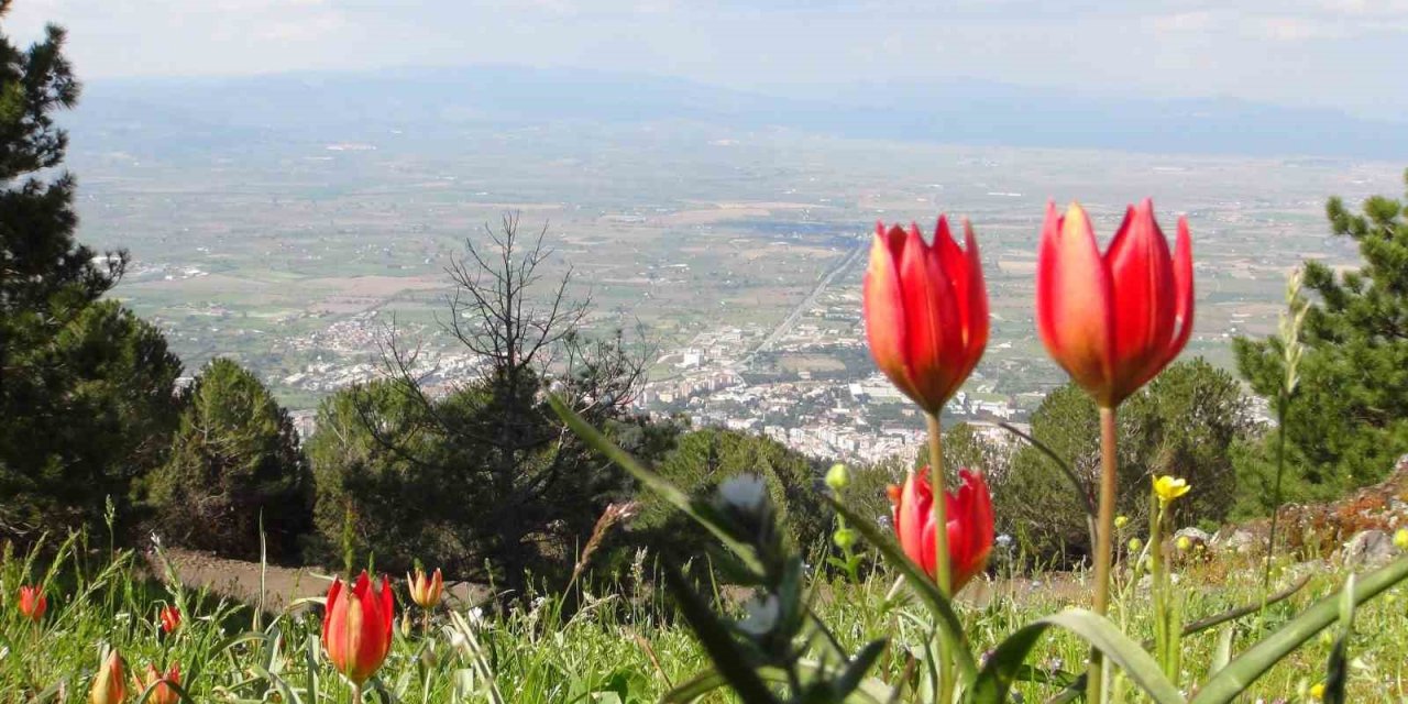 Manisa Lalesini koparmanın cezası 244 bin 315 lira
