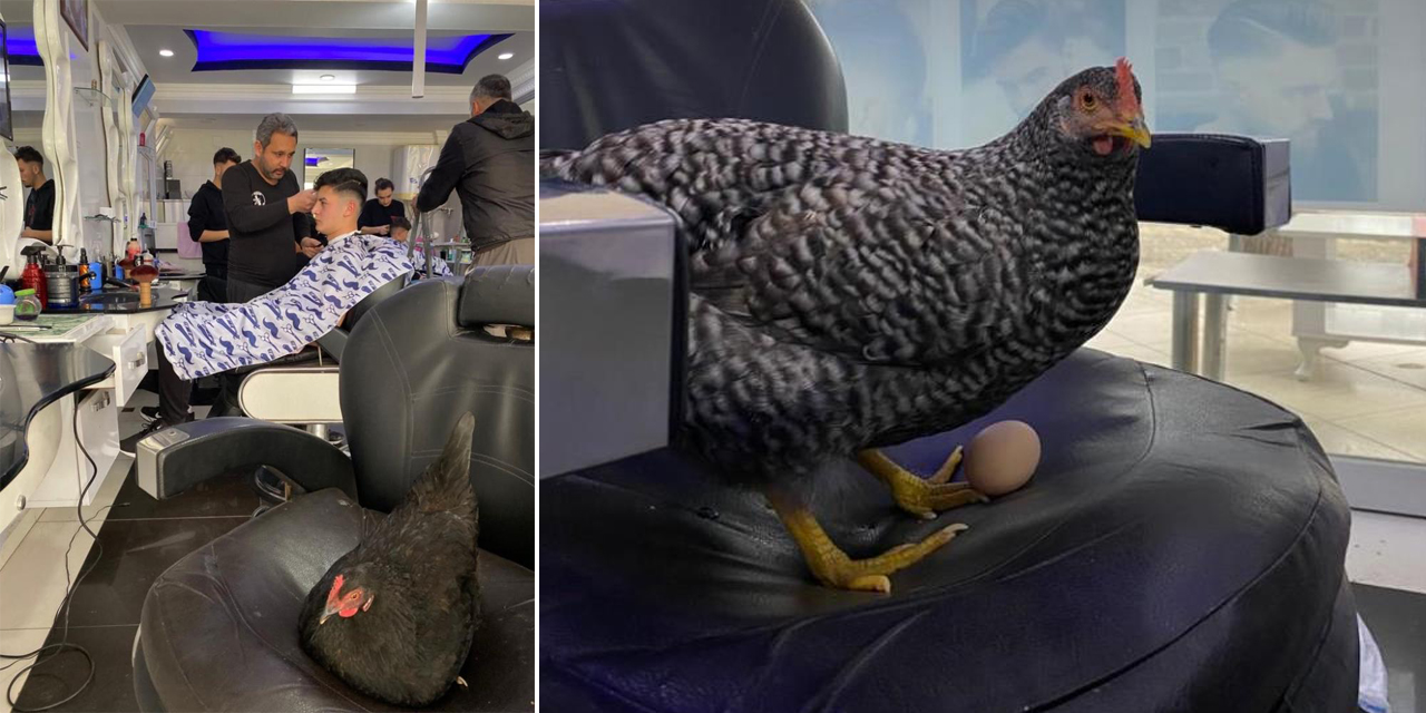 Berber koltuğuna yumurtlayan tavuklar görenleri hayrete düşürüyor