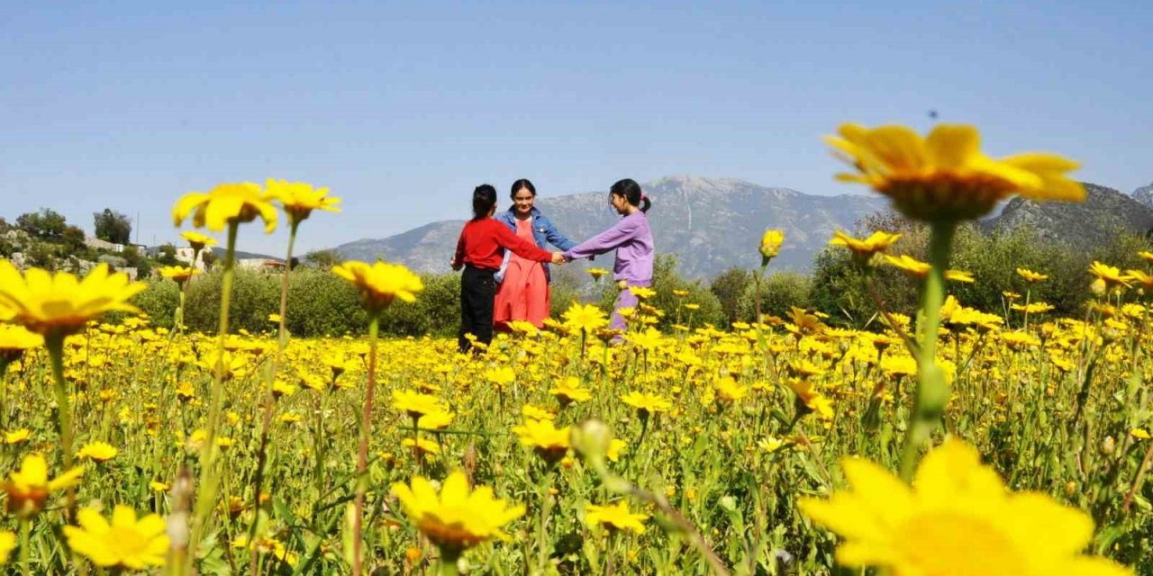 Beyaz ve sarı papatyaları gören kırlara koştu