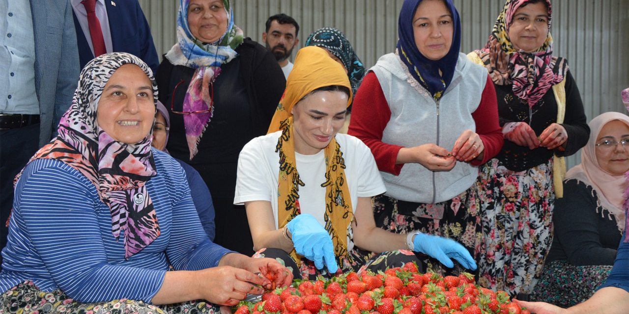 Seda Sarıbaş’tan çilek üreticilerine yardım eli