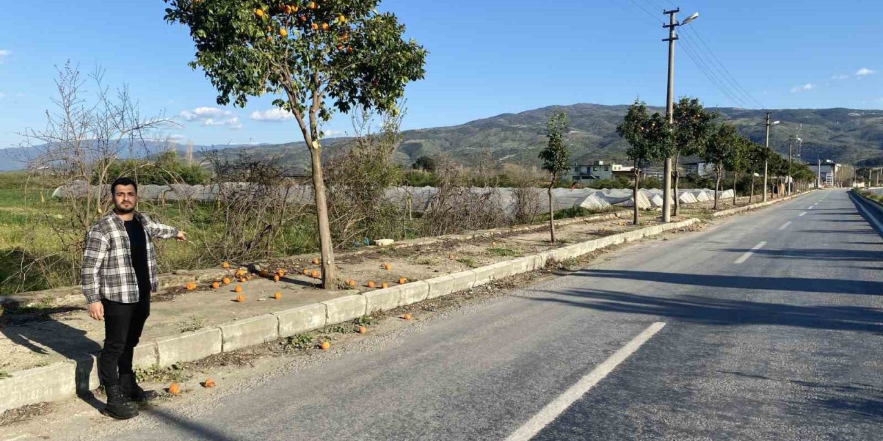 Pidelerin vazgeçilmezi turunçlar sokağa döküldü