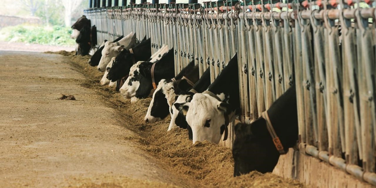 Muğla Tarım ve Orman Müdürlüğü Şap Aşısı hakkında açıklama yaptı