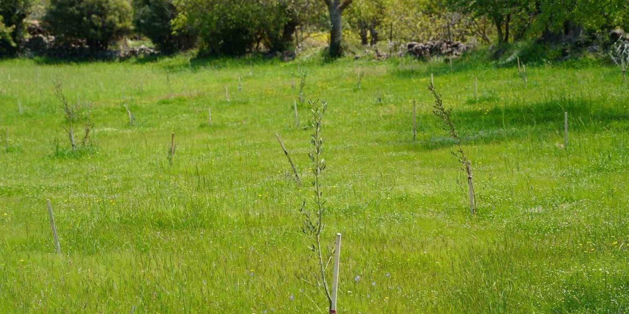 Dağıtılan fidanlar toprakla buluşmaya devam ediyor