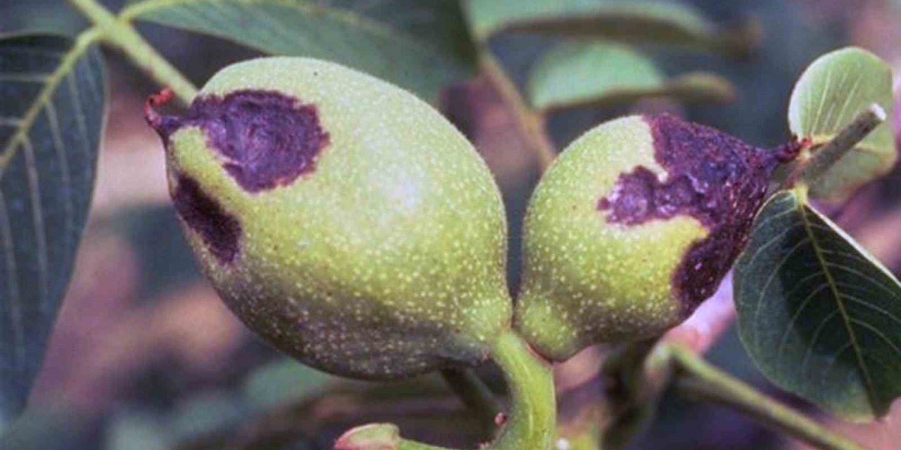 Cevizlerde Antranknoz hastalığı uyarısı