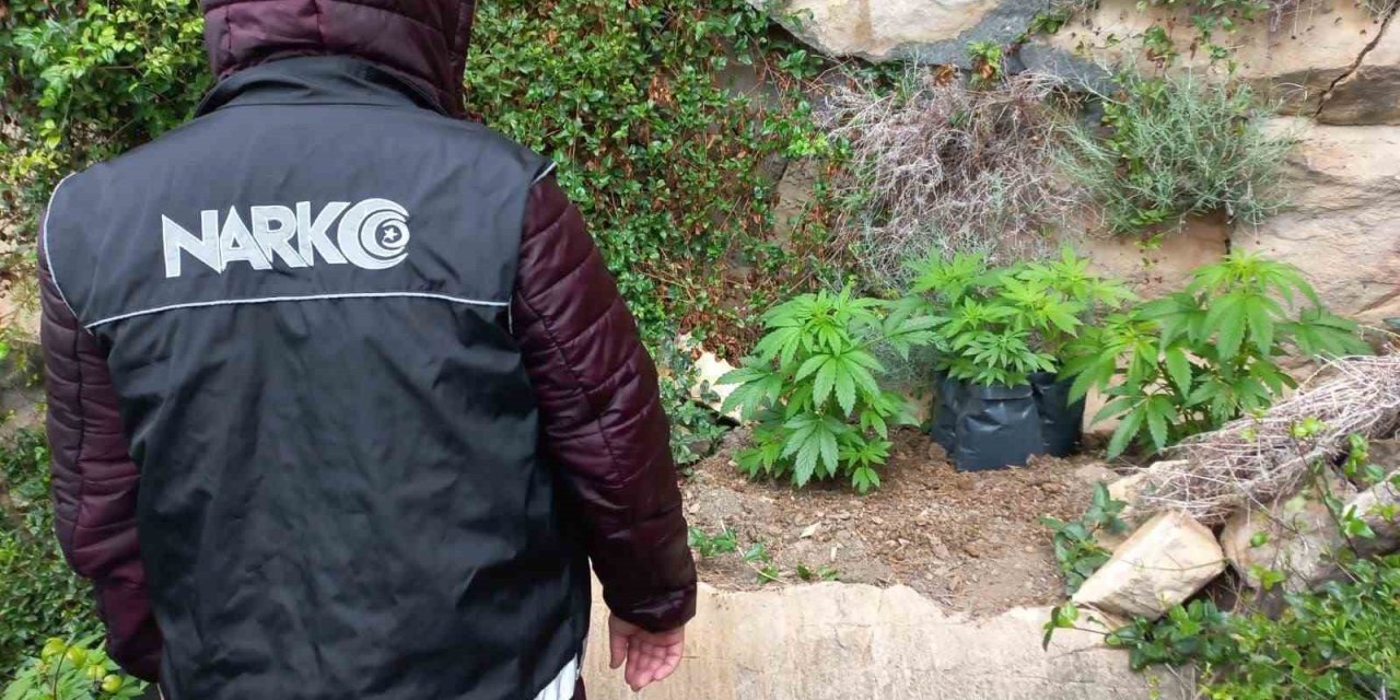 Dağlık arazide ekili 110 kök kenevir ele geçirildi