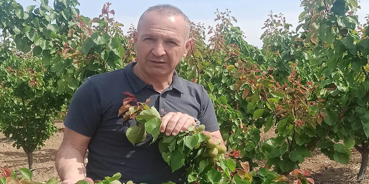 Erkenci kayısılarda Akdeniz sineği kontrolleri yapıldı