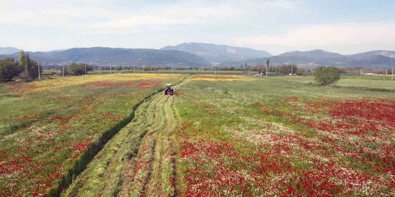 Büyükşehir hasat ettiği kaba yemi ücretsiz dağıtılacak