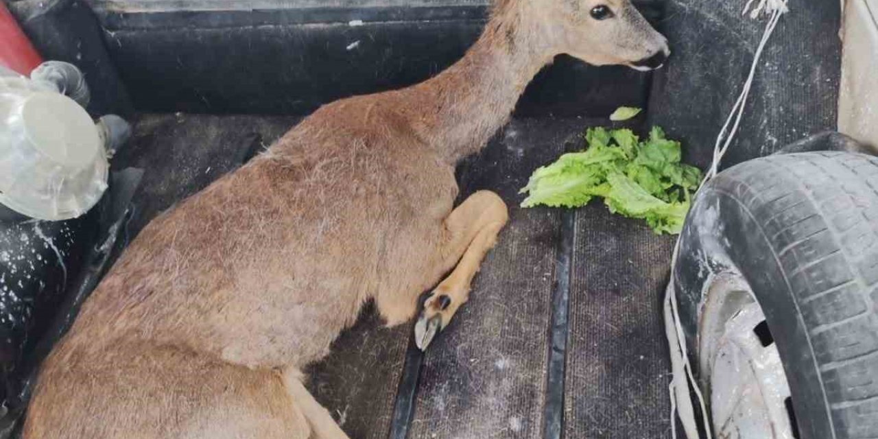Yaralı karacayı jandarma kurtardı