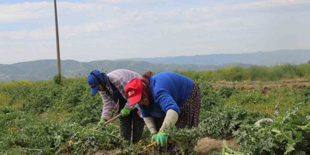 Efeler’in şevketibostanları için hasat zamanı
