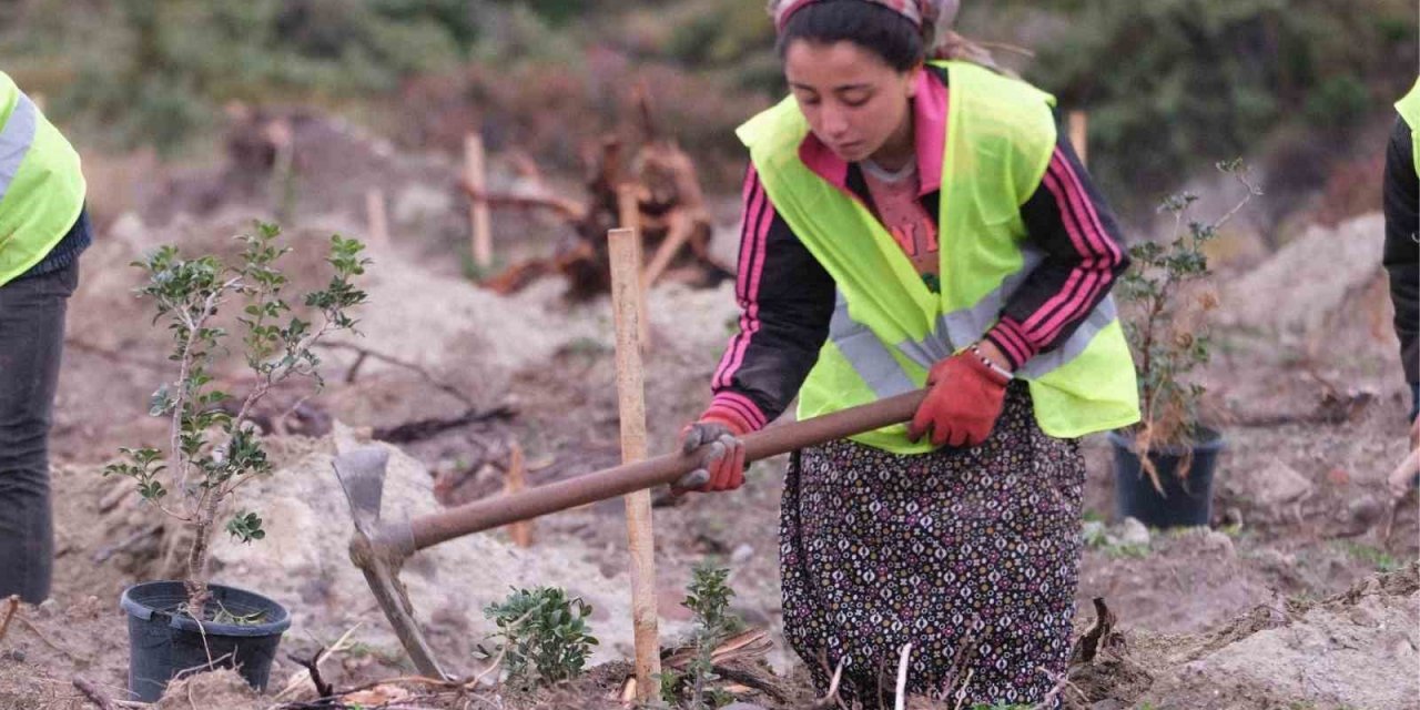 Altın damlayan ağaç sakız, Çeşme yarımadasının kadınlarına gelir kapısı oluyor