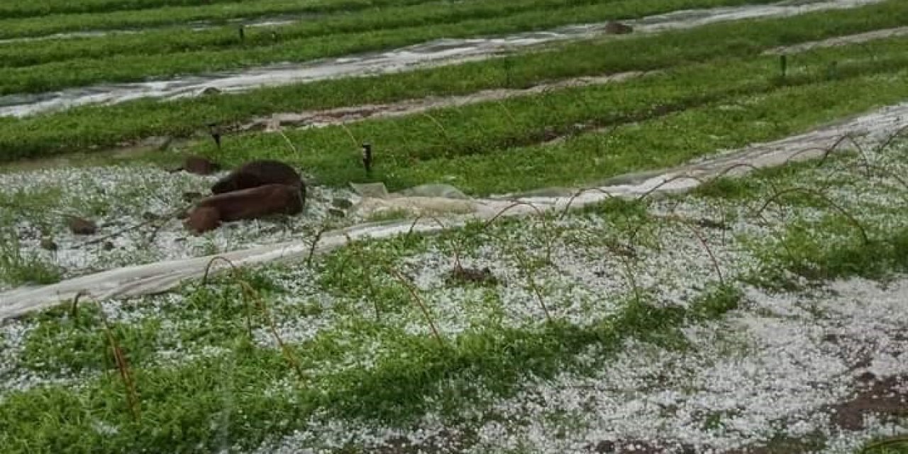 Selendi’de dolu yağışı ekili alanlara zarar verdi