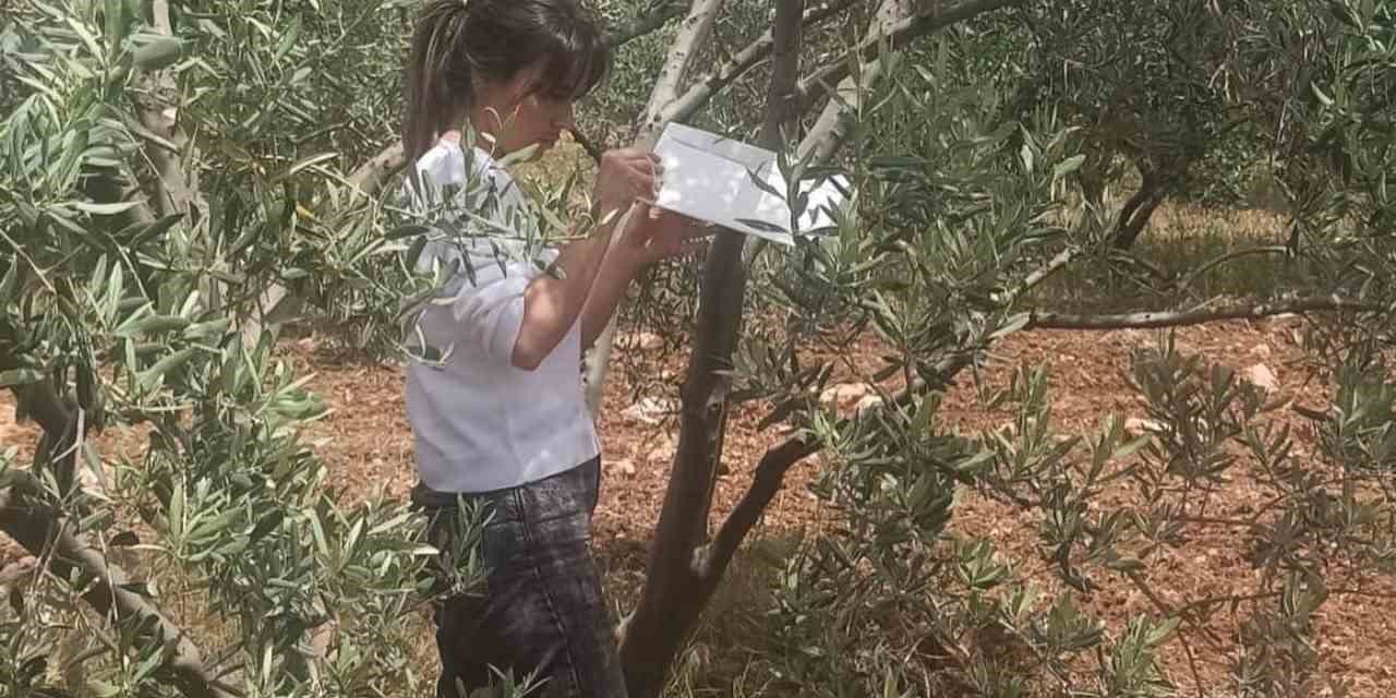 Aydın’da zeytin bahçeleri incelendi