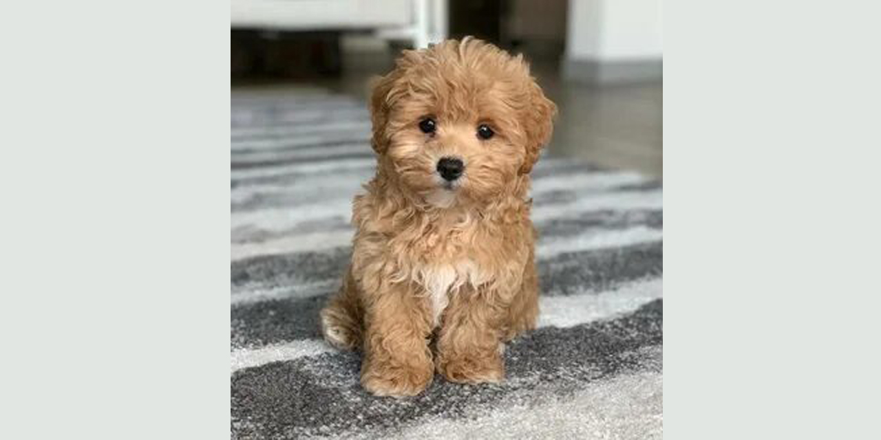 Neden Maltipoo cinsi köpek tercih etmeliyim?