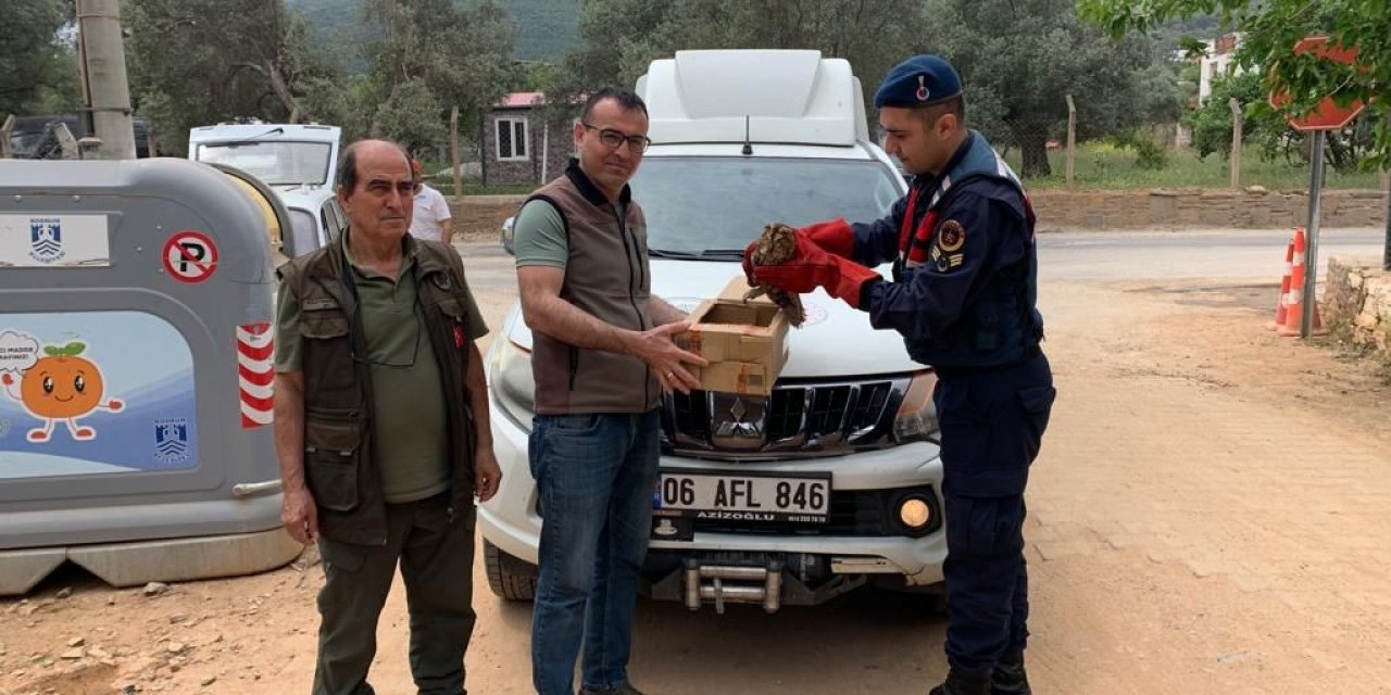 Yaralı baykuşu, jandarma kurtardı
