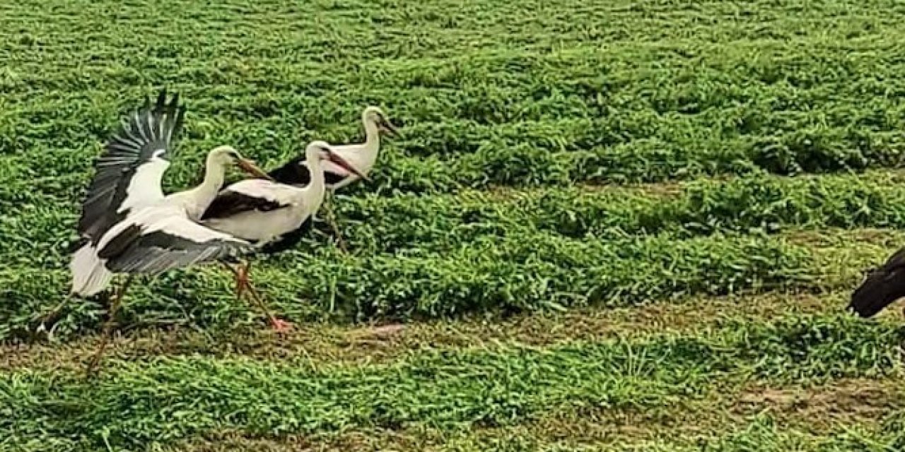 Leylekler hasattan payına düşeni aldı