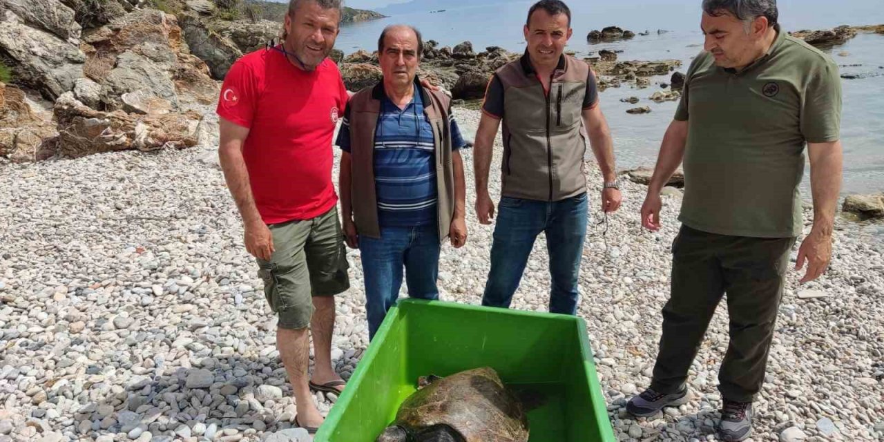Çocuklar sahile vuran kaplumbağa için seferber oldu