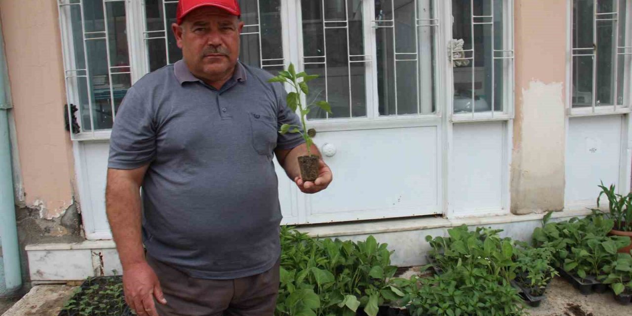 Yaz aylarının gelmesi ile fide satışları arttı